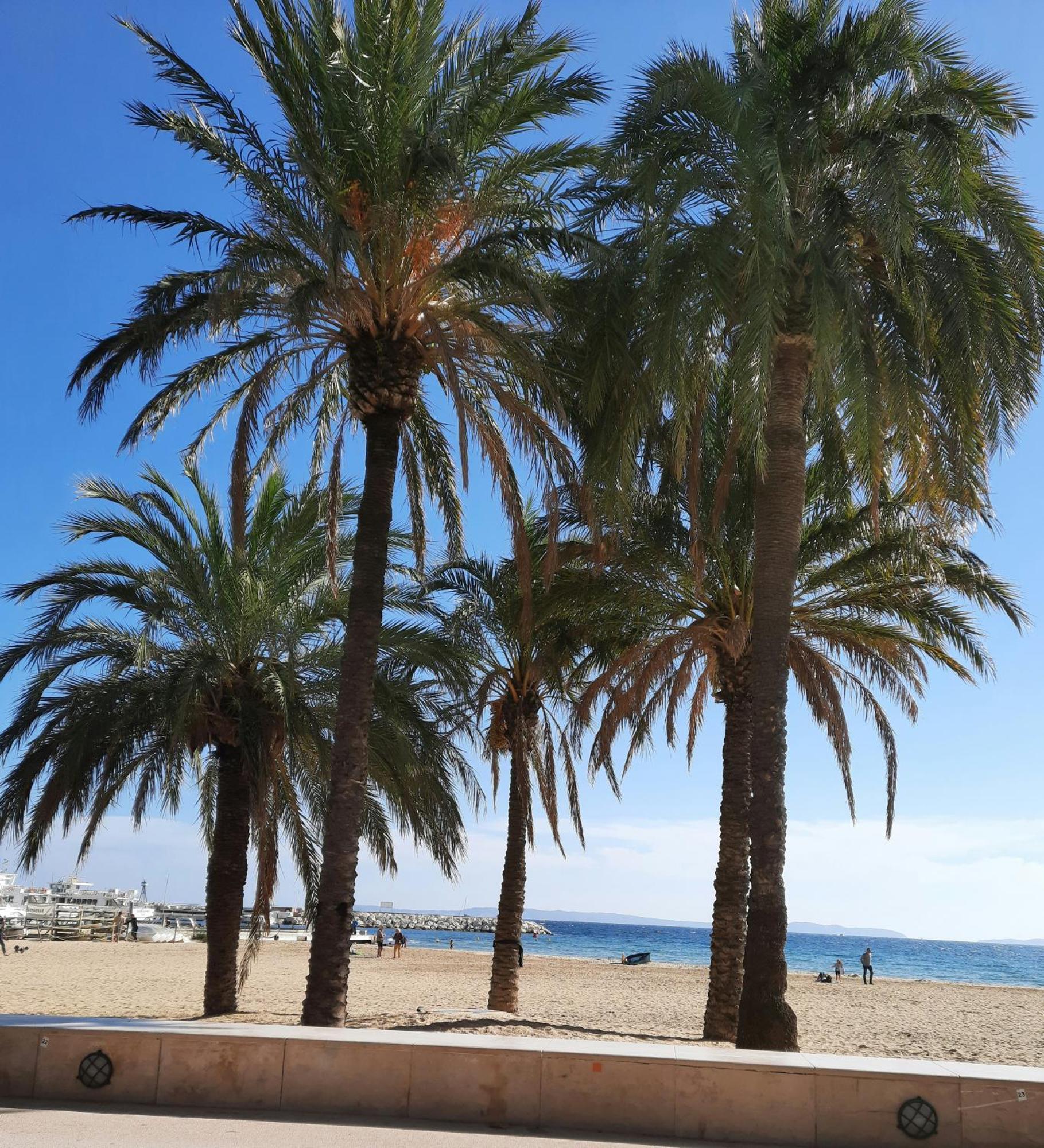 Studio Climatise Lantanas 4 Personnes Le Lavandou Exterior photo